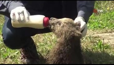 2,5 aylık sevimli ayılar Bursa'da barınağın yeni maskotları oldu