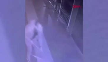 Rize'de sever gibi yaptığı köpeğe fırça sapıyla saldırdı