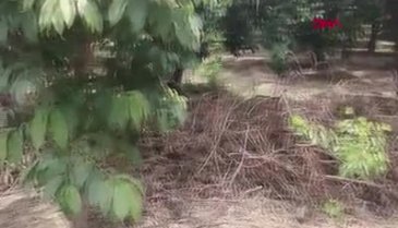 Adana'da hurma bahçesinde cansız beden bulundu