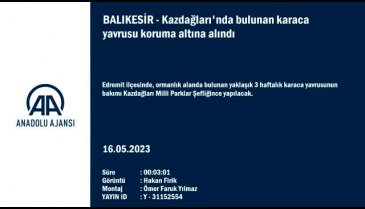 Balıkesir'de ormanlık alanda bulunan karaca yavrusu koruma altında