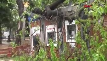 İstanbul'da ATM'lerin üstüne ağaç devrildi: Para çekmeye devam ettiler