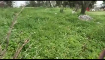 Bursa'da yılan sanılarak öldürülüyor! Aslında doğadaki en zararsız canlı