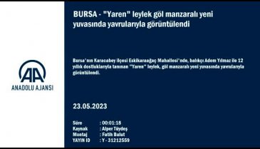 "Yaren" leylek Bursa'da yeni yuvasında yavrularıyla görüntülendi