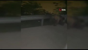 Bursa'da anayola inen ayı, otomobile saldırdı