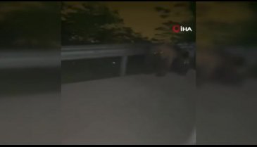 Bursa'da gezmek istersen ayı saldırısına uğradılar