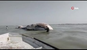 Pakistan'da dev ölü balina kıyıya vurdu