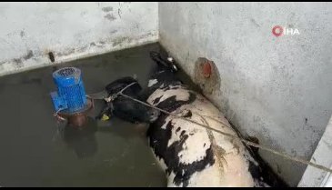 Düzce'de inekler su kuyusuna düştü: Kurtarma operasyonu