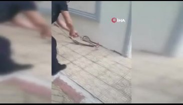 Bursa'da yılan korkulu anlar yaşattı