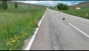 Sivas'ta angut ördeği yavrularını korumak için sakat taklidi yaptı