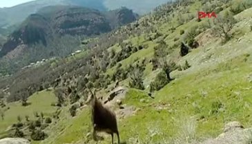 Tunceli'de nesli tehlike altında olan dağ keçisi 'şamua'ların sayısı iki kat arttı