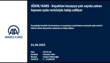 Yaban hayvanları uydu vericileri sayesinde takip ediliyor