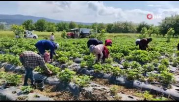 Bursa'da 'Kırmızı elmas'ın ilk hasadı yapıldı