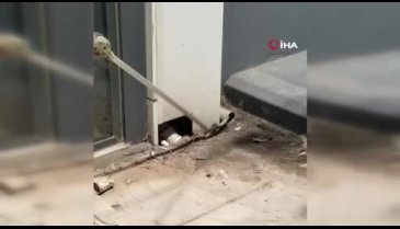 Bursa'da yakıt istasyonunun gider borusundan yılan çıktı