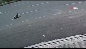 Şanlıurfa polisinden yürek ısıtan hareket: Sokak köpeğini ezilmekten kurtardı