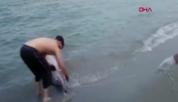 Aydın Kuşadası'nda son bir haftada 6 ölü yunus sahile vurdu!
