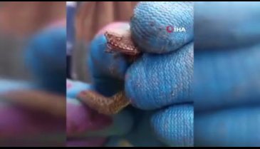 Rize'de yavru yılanı yakalayan iki kardeşin diyaloğu güldürdü