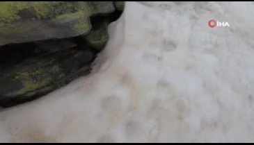 Uludağ'ın zirvesinde kış uykusundan uyanan ayıları görüntülediler