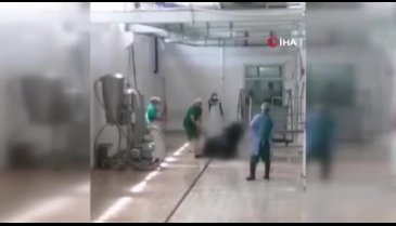 Adana Et ve Süt Kurumu'nda skandal görüntüler! Sopayla vurularak öldürüldü