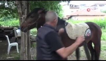 Bursa'da 'Uludağ' isimli tay için 11 ay doğumu bekledi