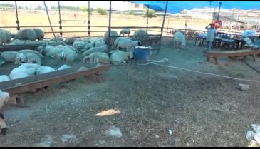 Adana'da kurban pazarları kuruluyor: Satıcılar dikkat edilmesi gerekenleri anlattı