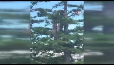 Yozgat'ta anakonda büyüklüğünde yılan paniğe sebep oldu!