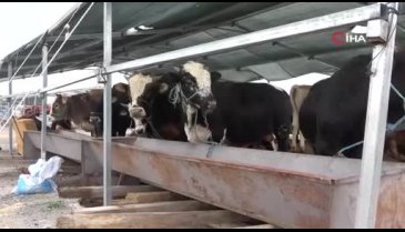 Kayseri'de kurbanlıklar görücüye çıktı! Pazarlıklar başladı