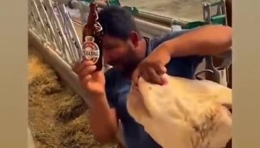 Kurban pazarında skandal görüntüler: Hayvana zorla içki içirdi