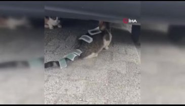 İstanbul'da bir kedinin vücuduna ağda bandı yapıştırdılar!