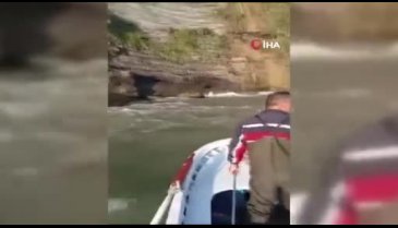 Amatör balıkçılar deniz karındaki yavru ayıları besledi