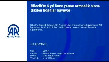 Bilecik'te 6 yıl önce yanan ormanlık alan yeşilleniyor