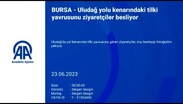 Uludağ yolundaki tilki ziyaretçilerin ilgisini çekiyor