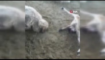 Sivas'ta kurban bayramı öncesi besiciye büyük şok! 59 koyunu telef oldu