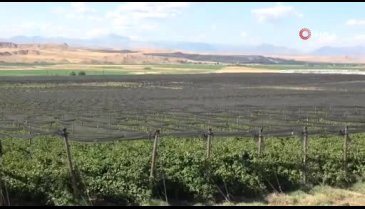 Siirt'ten 34 ülkeye böğürtlen ihraç ediliyor