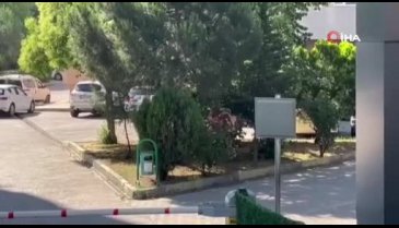 Şanlıurfa ve İstanbul'da kaçan kurbanlıklar vatandaşlara zor anlar yaşattı!