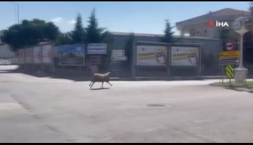 Bursa'da kesileceği sırada kaçan kurbanlık koç trafiği birbirine kattı