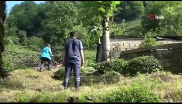 Rize'de kurbanlık boğa sahibini yaraladı! 'Kendimize güvendik o bizden erkek çıktı'