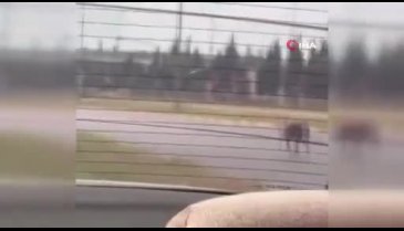 Antalya'da sahibinden kaçan kurbanlık kuzu plajı birbirine kattı