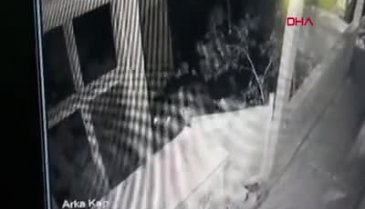 Artvin'de hırsız sandı ayı çıktı! Balkon kapısını kırıp girdiği evde yiyecekleri yiyip, eşyaları dağıttı