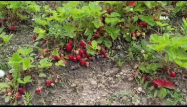 Bursa'da çiftçiler ürünlerini toplayamadı!