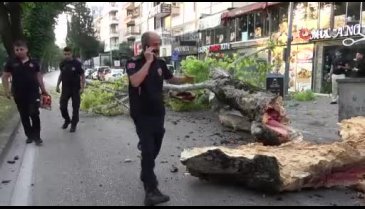 Bursa'da asırlık çınar ağacı devrildi