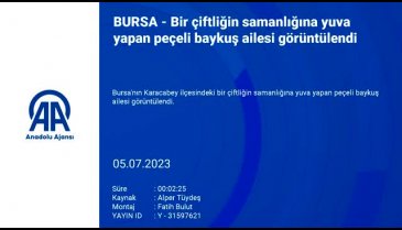 Bursa'da peçeli baykuş ailesi görüntülendi