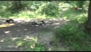 Uludağ'ın eteklerinde 600 yıllık tarihi hamamı defineciler tahrip etti!