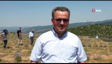 Bursa'da lavanta hasadı başladı