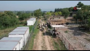 Türkiye'nin 'Boz sığır' ırkı Bursa Uludağ Üniversitesi tarafından koruma altına alındı