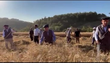 Türkiye'nin en ucuz ekmeği için Bursa Kestel'de buğday hasadı başladı-1