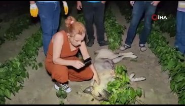 Bursa'da köpek av tüfeği ile vurularak öldürüldü!
