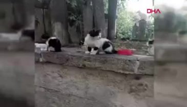 Kedileri asitle yaraladığı iddia edilen kişi yakalandı!