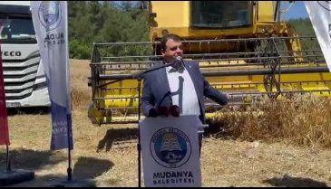 Mudanya Belediyesi'nin ektiği buğdayların hasat zamanı&nbsp; - 2