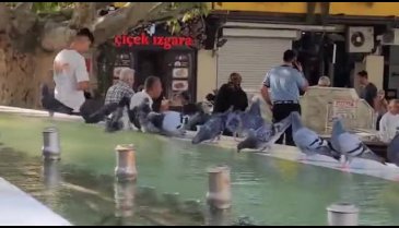 Bursa'da güvercinlerin havuz keyfi