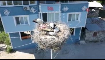 Bursa'da Yeren leylek yavrularına veda edecek